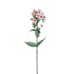 Phlox | 70 cm | wit roze