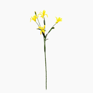 Nerine | 72 cm | geel