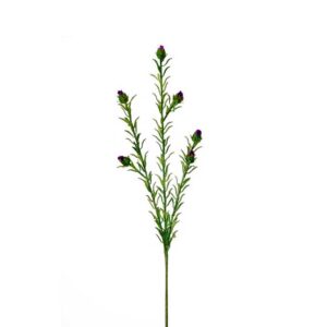Berm distel | 70 cm | paars roze