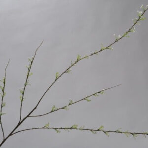 Spirea Bloesem tak | 117 cm | wit