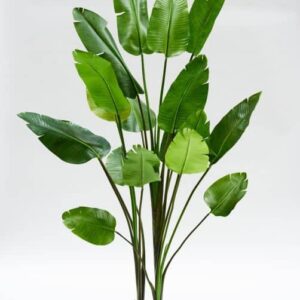 Strelizia | 243 cm | groen