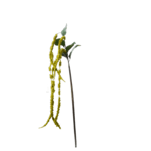 Amarantus | 148 cm | groen