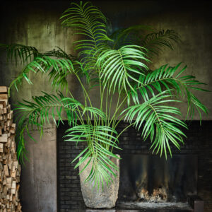 Goudpalm | 198 cm | groen