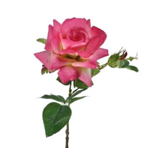 Roos | 53 cm | fuchsia