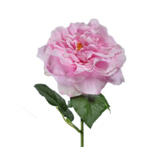 Roos | 64 cm | licht roze