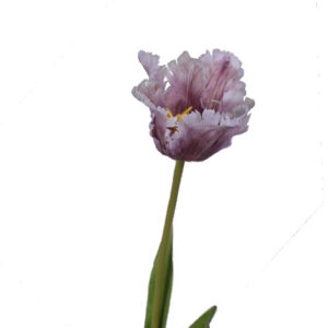 Parkiet tulp | 68 cm | licht paars