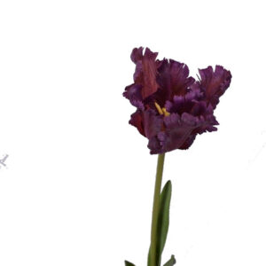 Parkiet tulp | 68 cm | paars