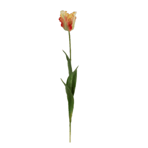 Parkiet tulp | 68 cm | geel rood groen