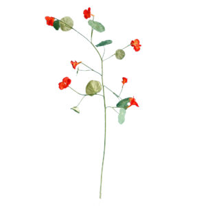 Oost-Indische Kers | 103 cm | licht oranje