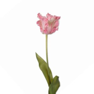 Parkiet tulp | 71 cm | roze wit