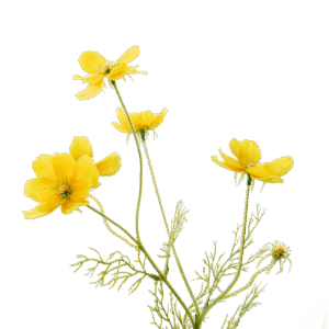 Cosmea | 67cm | geel