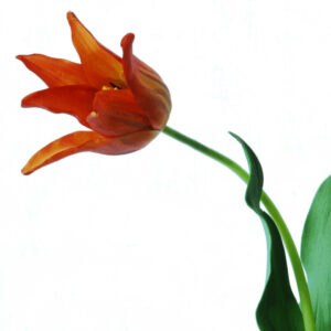 Tulp op een lange steel  | 64cm | oranje
