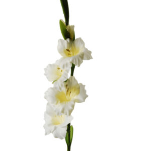 Gladiool | 86 cm | wit