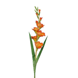 Gladiool | 86 cm | oranje-geel