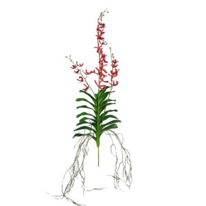 Orchidee Vanda | 80 cm | rood