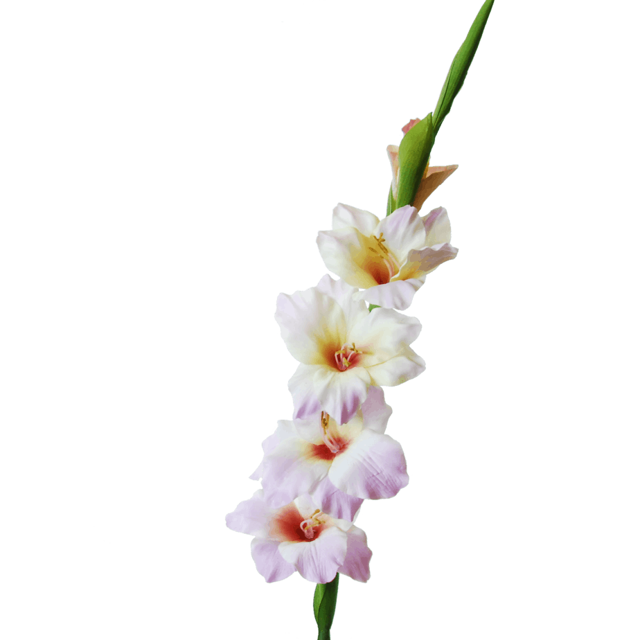 gladiolus | 86 cm | pink white - FlowerDutchess.com