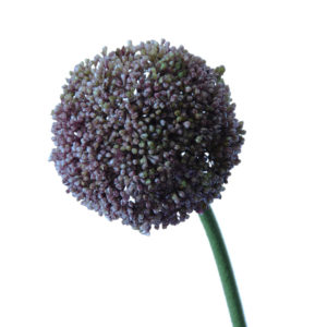 FlowerDutchess | Allium | 74 cm | lavender
