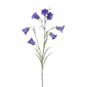 FlowerDutchess-campanula