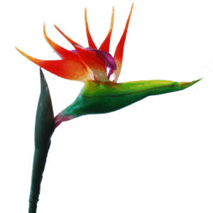Flowerdutchess-strelitzia-80-cm-oranje