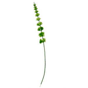 Flowerdutchess-molucella-laevis-77cm-groen