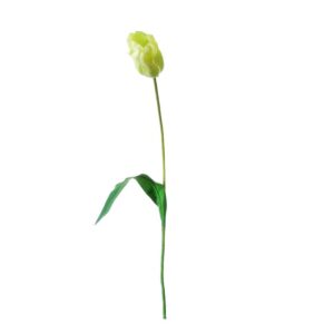 Tulp | gigant | 84 cm | groen