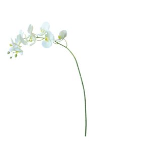 Orchidee Phalaenopsis | 4 bloemen | 50cm | creme