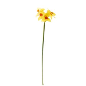 Lange narcis met 6 bloemen | 70 cm | geel