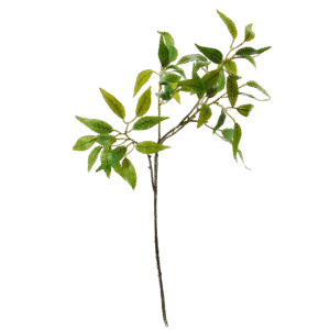 Schijnhulst (Osmanthus) | 61 cm | groen