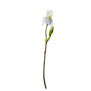 Iris | 77 cm | wit