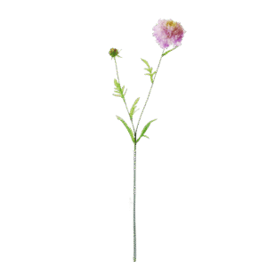 Duifkruid | 68 cm | lila
