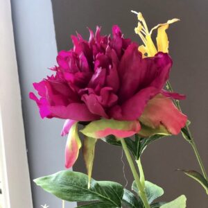 Pioenroos | 63 cm | fuchsia | met een knop