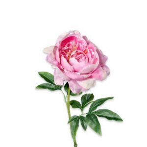 Pioenroos | 60 cm | roze