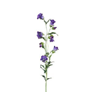 Campanula | 87 cm | blauw