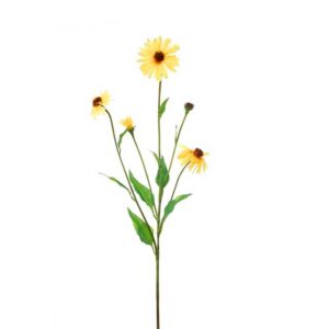 Echinacea tak | 80 cm | geel