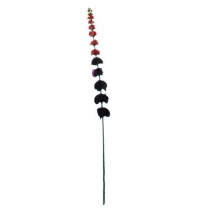 Molucella leavis | 77cm | rood