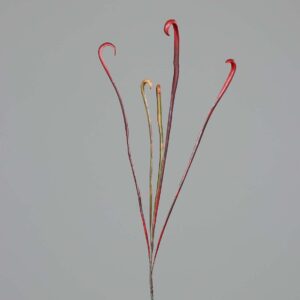 Cobra lelie | 106 cm | rood groen