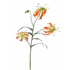 Gloriosa | 80 cm | oranje geel