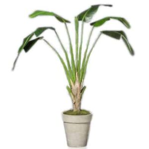 Paradijsvogelplant  | 210cm | groen