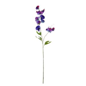 Lathyrus | 88 cm | blauw-paars