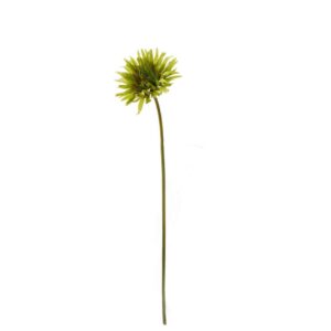 Wilde Gerbera | 50 cm | groen