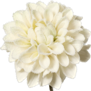 Frosted Dahlia | 53 cm | cream