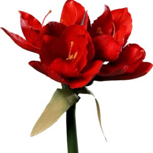 Amaryllis | 30 cm | rood | real-touch