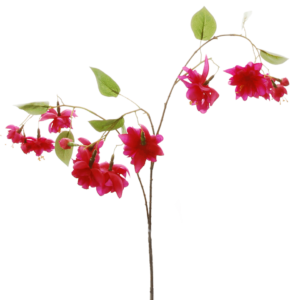 FlowerDutchess Fuchsia detail 2