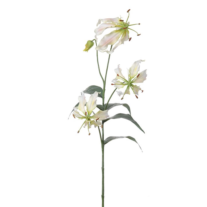 FlowerDutchess Gloriosa wit roze 80cm