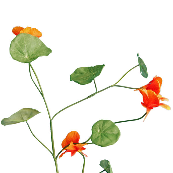 FlowerDutchess Oost Indische Kers 103cm licht oranje 3
