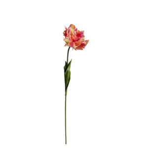 Parkiettulp | 68 cm | oranje