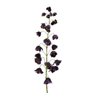 Fritillaria | 102 cm | paars