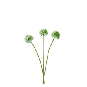 Allium | 34 cm | groen wit | bosje van 3