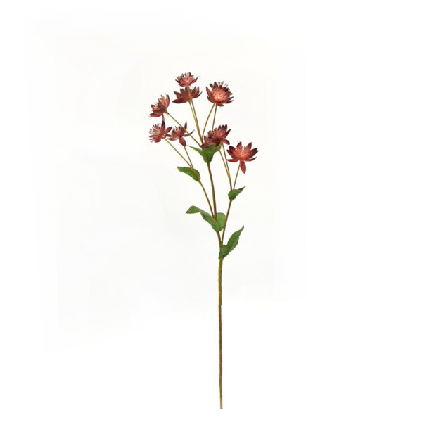 FlowerDutchess astrantia zeeuws knoopje 60cm burgundy 1