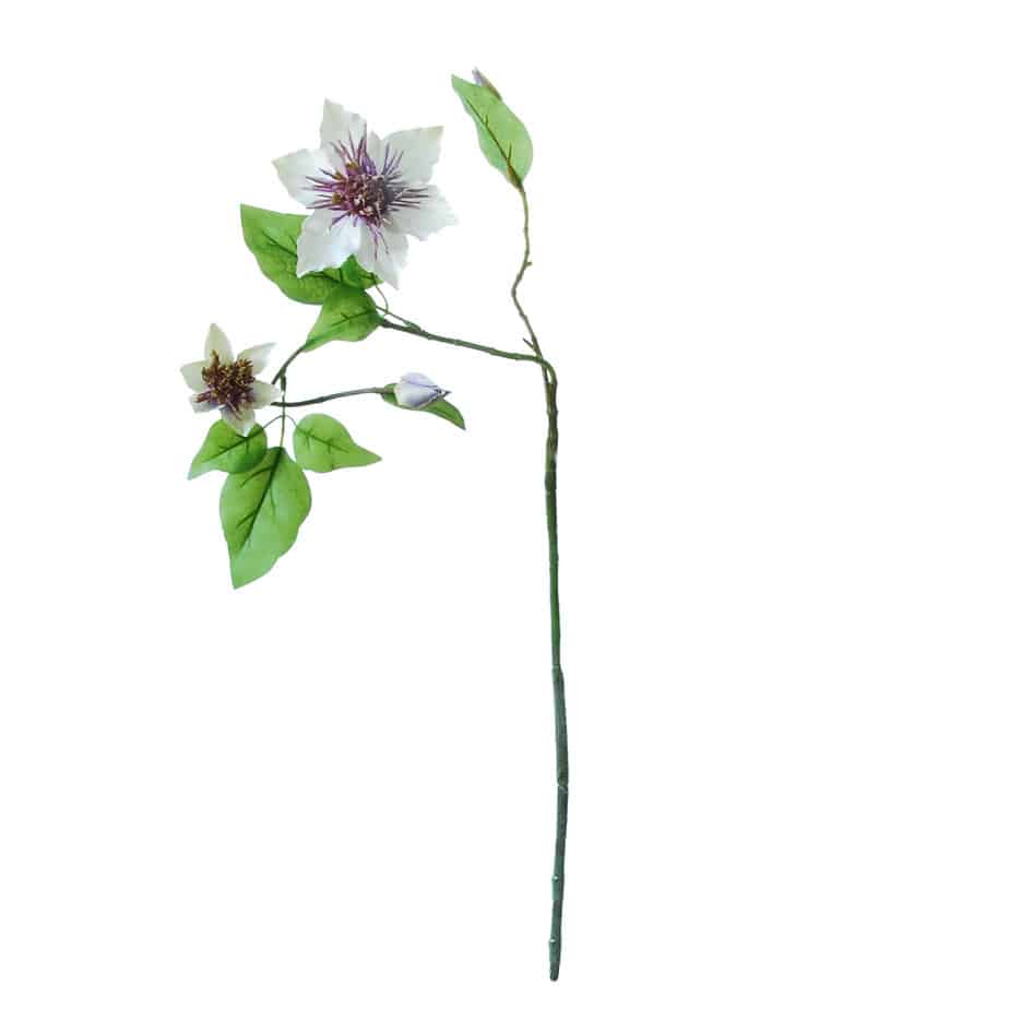 FlowerDutchess clematis 76cm paars wit 6